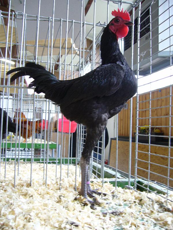 Bezirksschau Luebbecke 292.jpg - Moderne Englische Zwergkämpfer schwarz von Jan Kahre Preis sg 95 Z